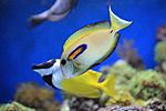 ACANTHURUS OLIVACEUS 3