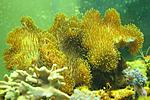 SARCOPHYTON SPP 9