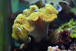 SARCOPHYTON SPP 3