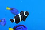 AMPHPRION OCELLARIS BLAC 4