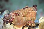 DISCOSOMA SPP.5
