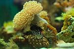 SARCOPHYTON SPP 5