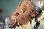 DISCOSOMA SPP. 4