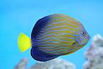 CHAETODONOPLUS SEPTENTRIONAL 4