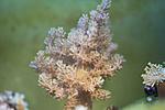 ALCYONIUM SPP 4