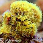 PARAZOANTUS SPP (7)