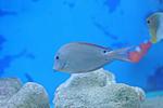 ACANTHURUS NIGROFUSCUS 3