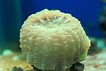 CYNARINA SP 2