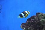 AMPHIPRION CLARKII 1