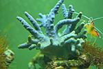 LOBOPHYTUM SPP (1)