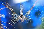 PTEROIS VOLITANS (1)