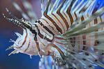 PTEROIS VOLITANS (5)