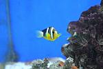 AMPHIPRION CLARKII 4