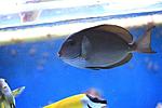 ACANTHURUS COERULEUS1