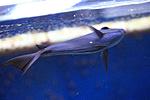 ACANTHURUS COERULEUS 4