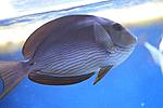ACANTHURUS COERULEUS 2