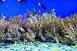 AMPHIPRION PERCULA 4