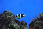AMPHIPRION CLARKII 2