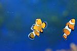 AMPHIPRION OCELLARIS (2)