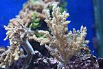 ALCYONIUM SPP 3
