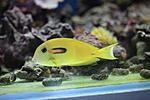 ACANTHURUS OLIVACEUS 6