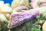 FUNGIA SPP 4