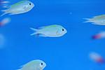 CHROMIS VIRIDIS