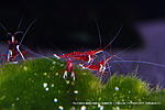 Caridina dennerli