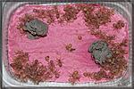 Tapinauchenius gigas,   