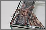 Tapinauchenius gigas, 