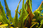 Oedogonium. (    )