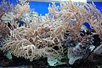 SINULARIA SPP 17