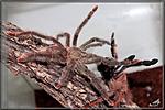 Tapinauchenius gigas,  