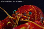 IMG 8581