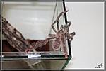 Tapinauchenius gigas,    