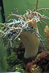 SINULARIA SPP 4