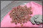 Tapinauchenius gigas,   