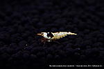 IMG 8572