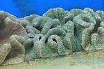 STICHODACTYLA  HADDONI  4