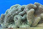 STICHODACTYLA  HADDONI  2
