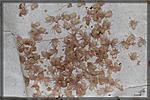 Tapinauchenius gigas,    
