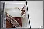 Tapinauchenius gigas