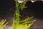 Neocaridina Bronz Sakura() 
 
 