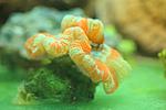 TRACHYPHYLLIA SPP 1