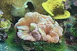 TRACHYPHYLLIA SPP 4