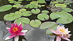IMG 4086