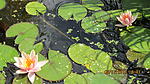 IMG 4554