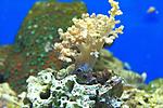 SINULARIA SPP 2