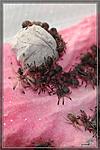 Tapinauchenius gigas,  