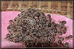 Tapinauchenius gigas,  